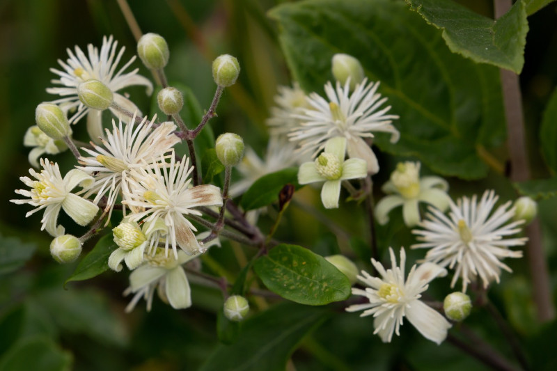 Clematis vitalba - biedt - een - thuis - aan - maar - liefst - 16 soorten - nachtvlinders